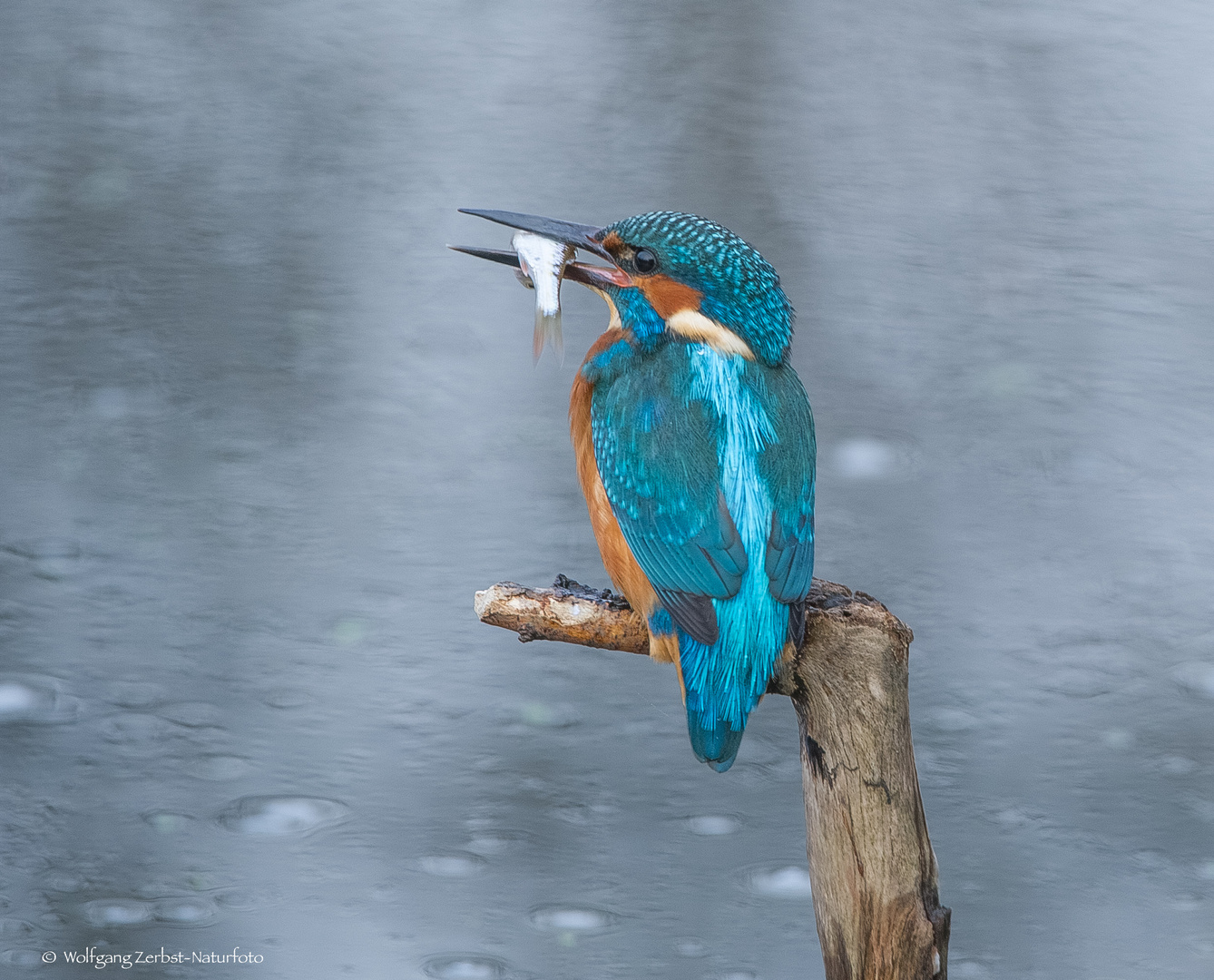 - Eisvogelmann mit Beute -