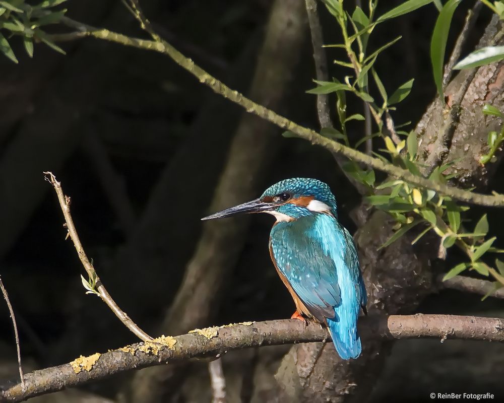 Eisvogel_MG_2380