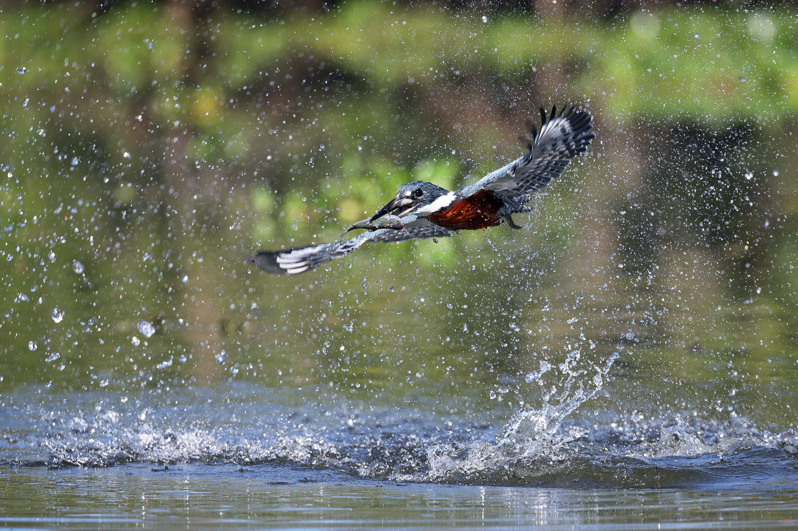 Eisvogel_mit_Fisch