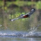 Eisvogel_mit_Fisch