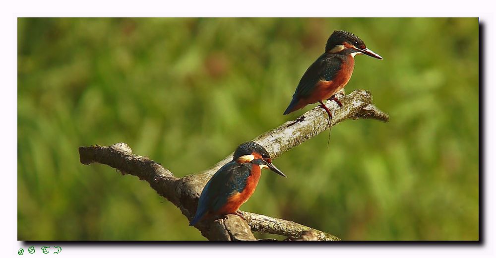 Eisvogelnachwuchs mit Elternteil