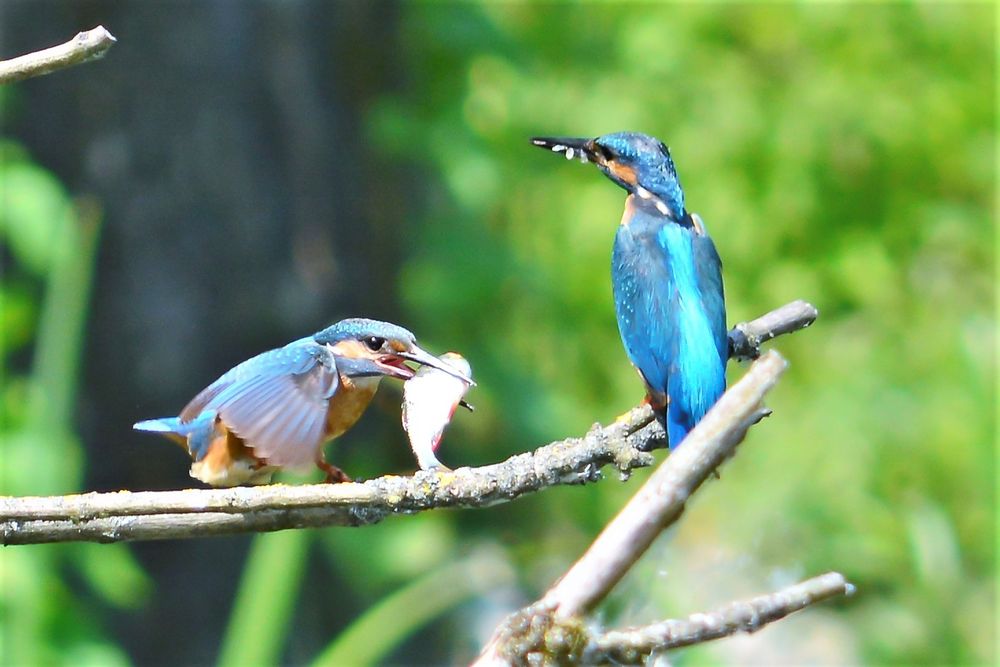 Eisvogel_Paar