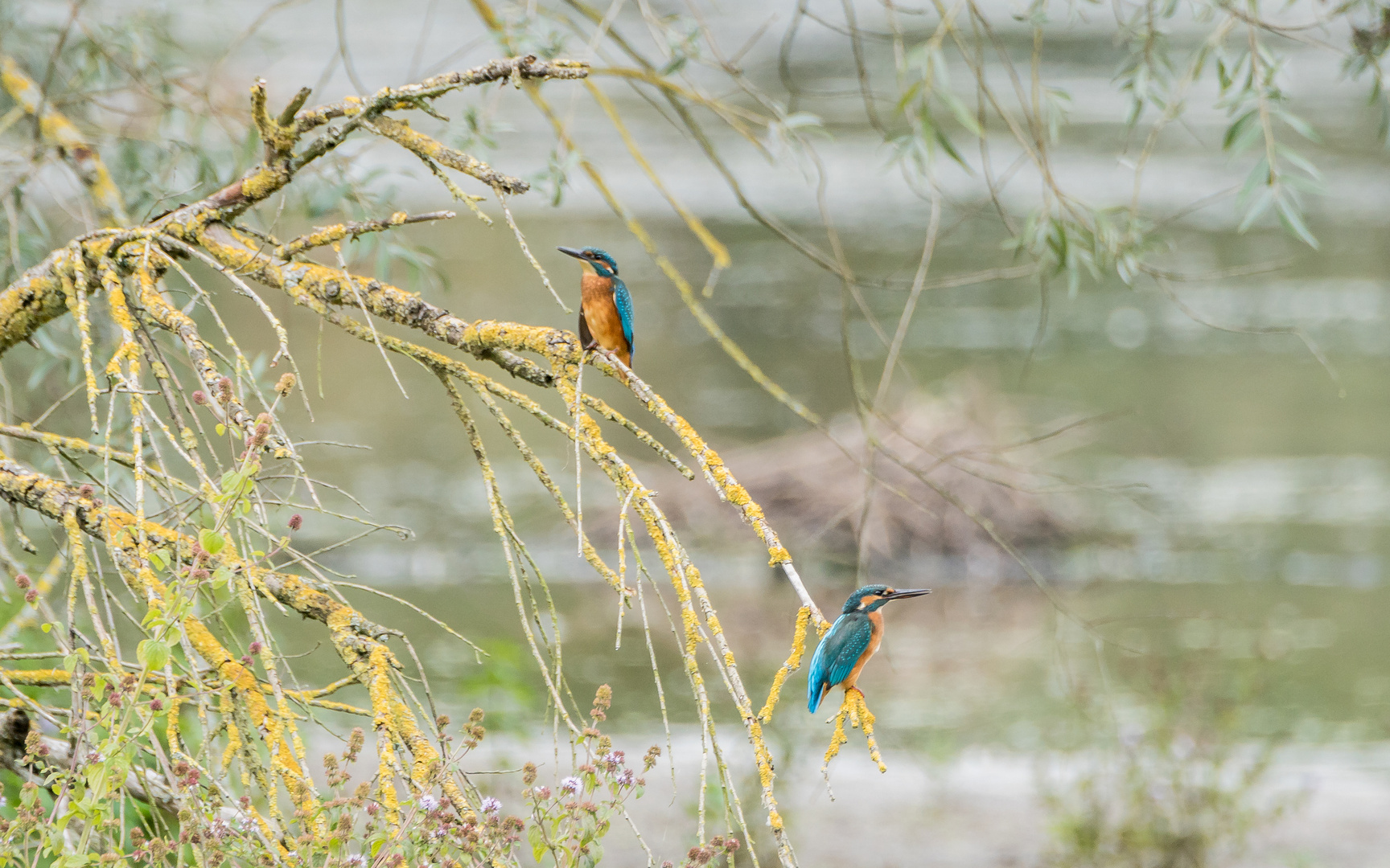 Eisvogelpaar aus den Rheinauen (Doku)