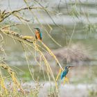 Eisvogelpaar aus den Rheinauen (Doku)