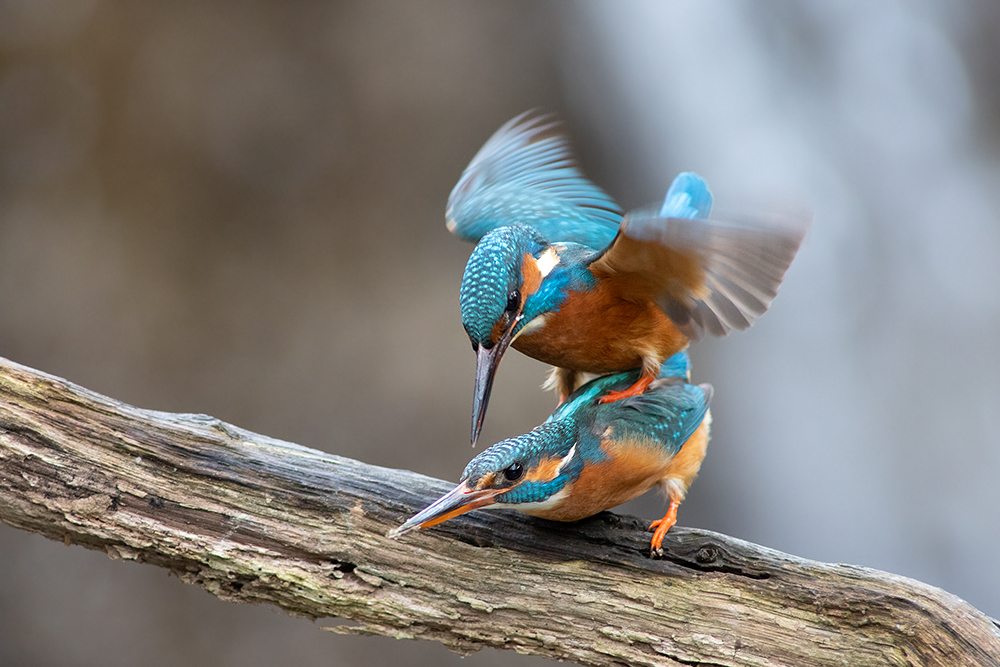 Eisvogelpaarung