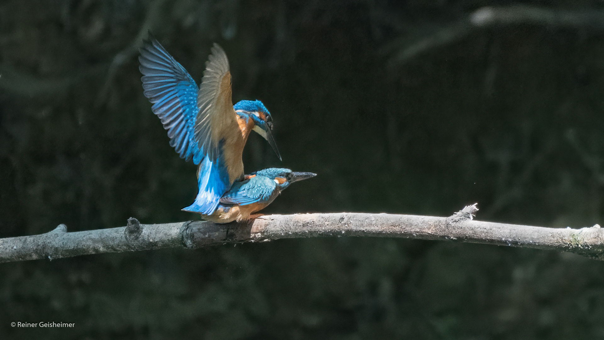 Eisvogelpaarung