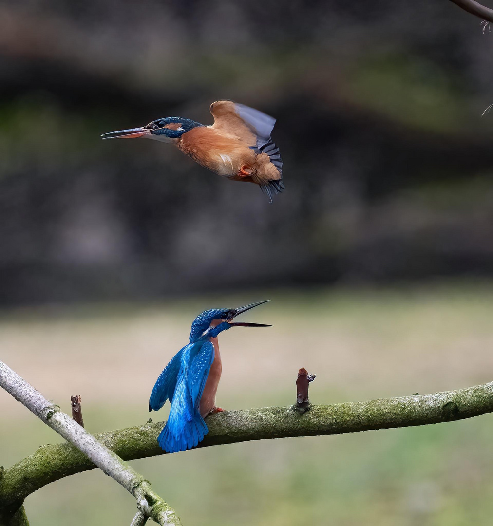 Eisvogelpärchen