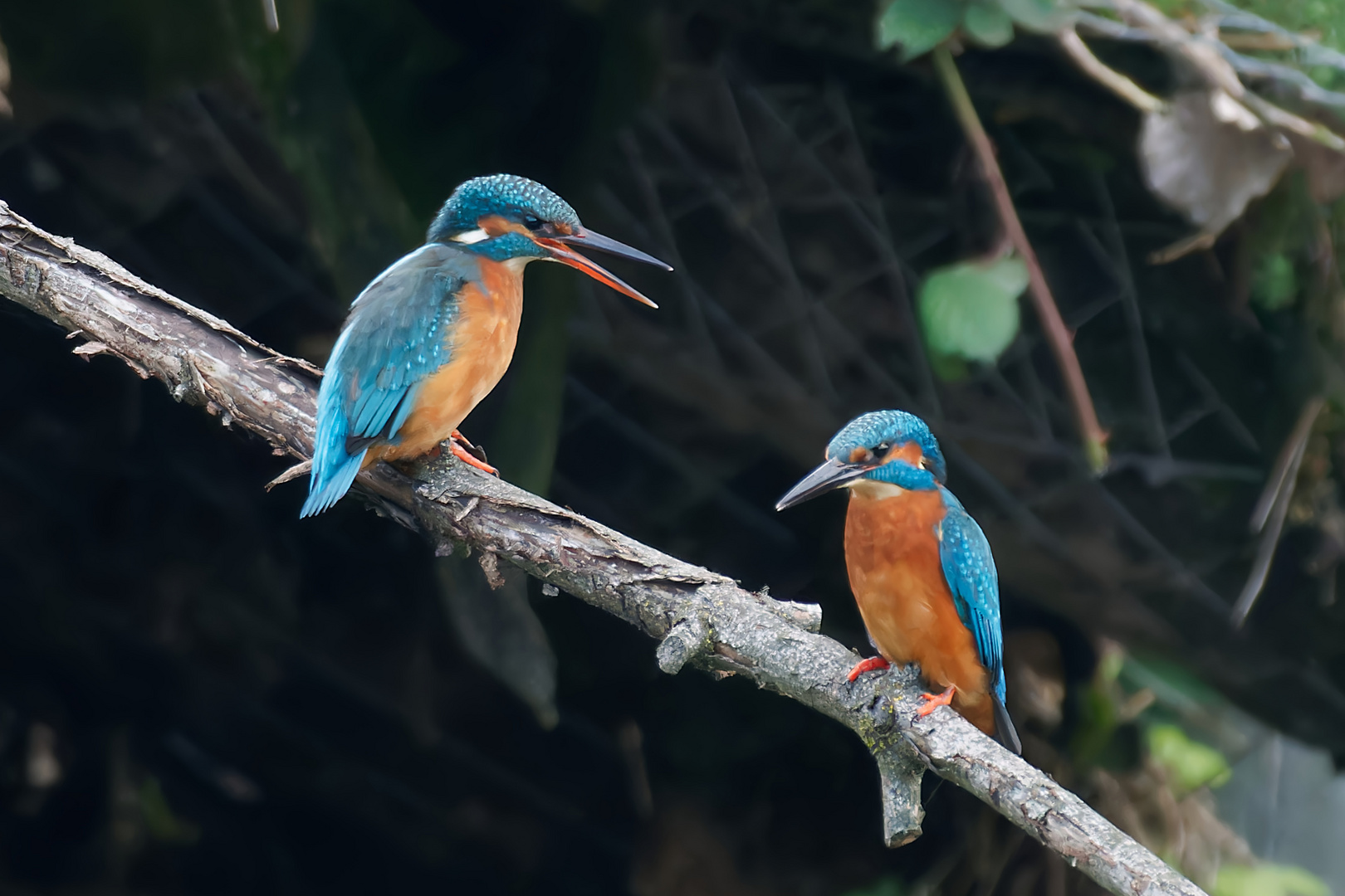 Eisvogelpärchen