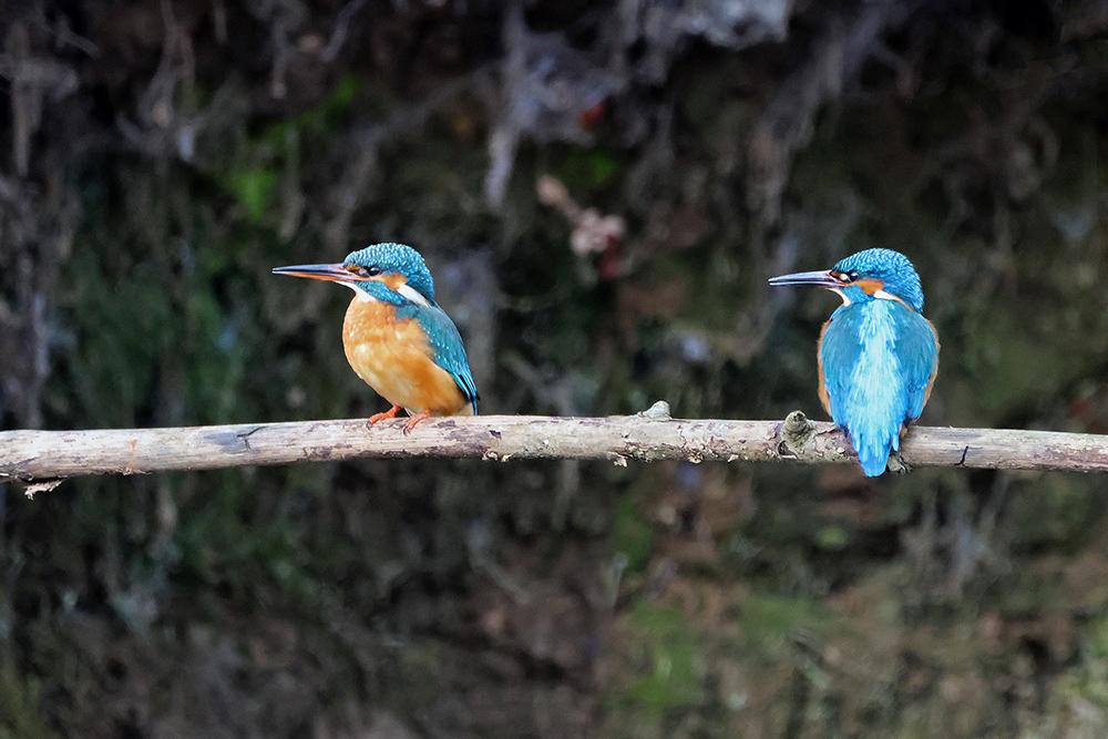 Eisvogelpärchen