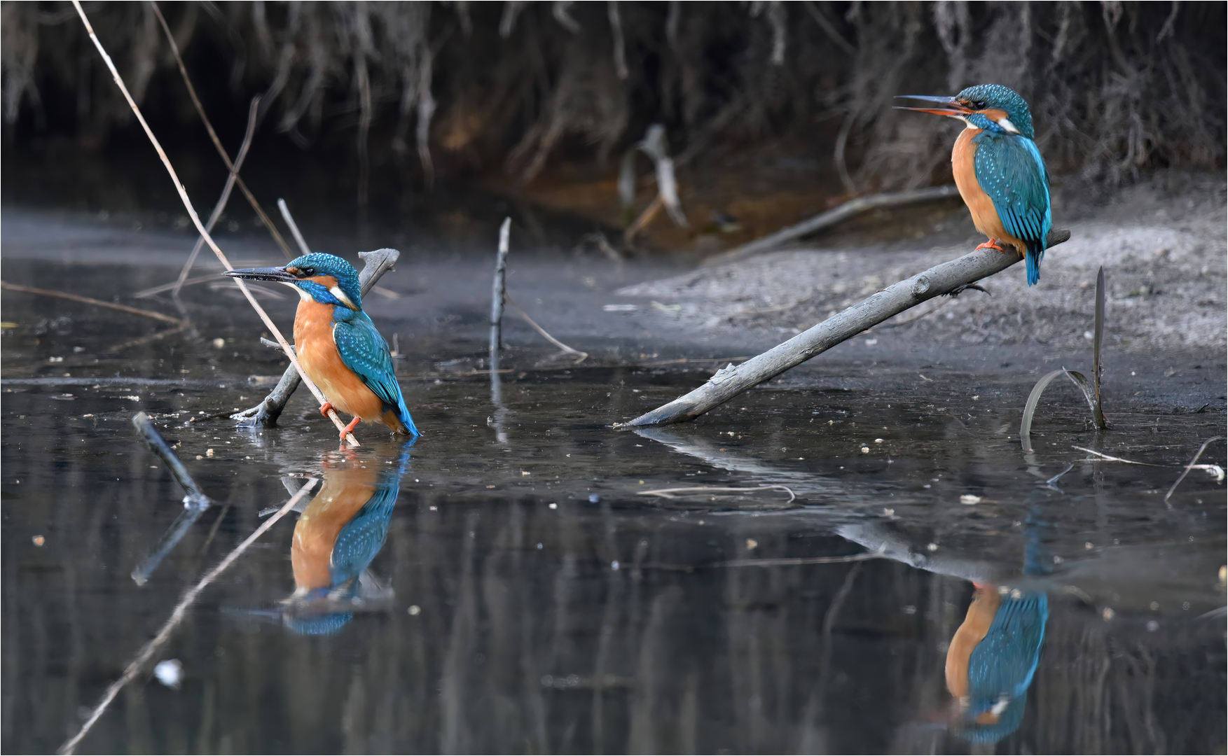 Eisvogelpärchen