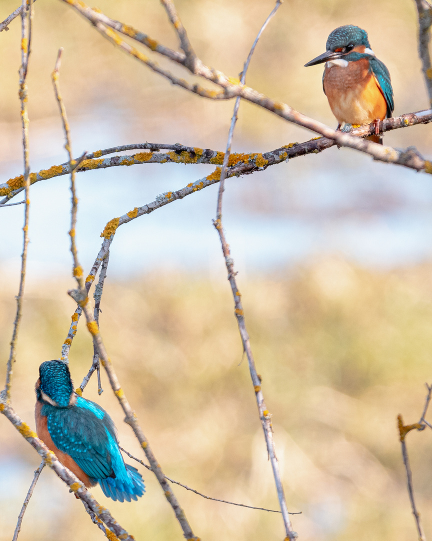 Eisvogelpärchen