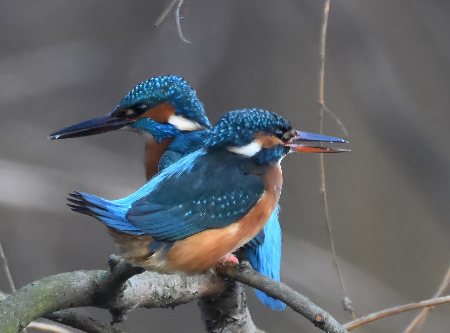 Eisvogelpärchen