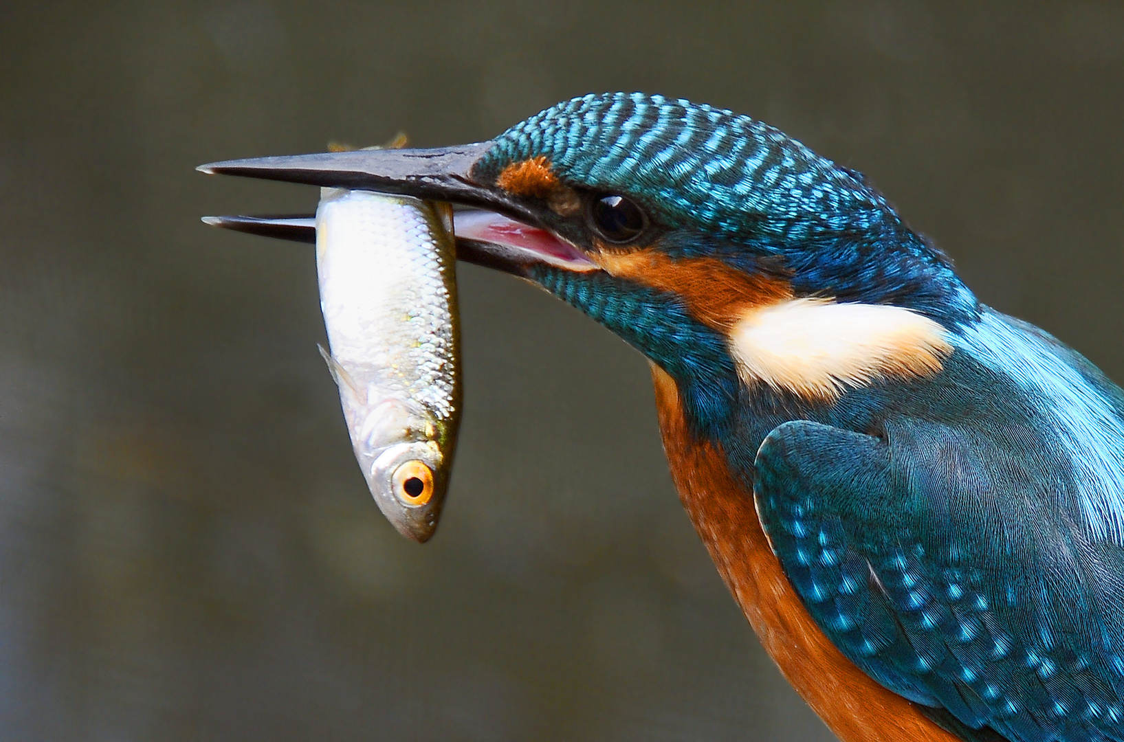 Eisvogelportrait