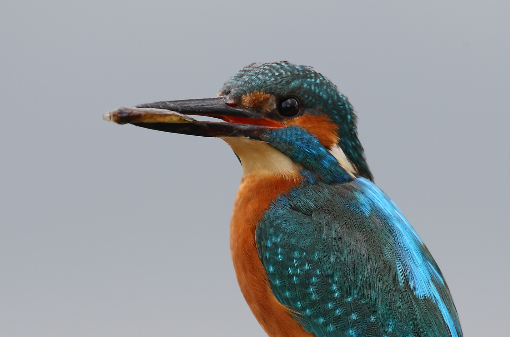 Eisvogelportrait