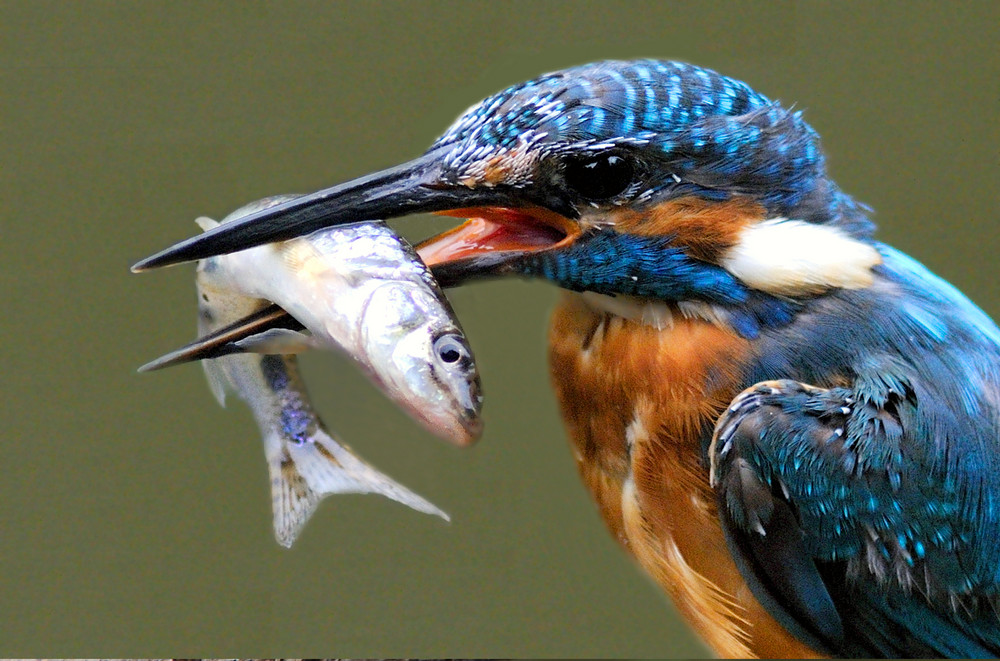 Eisvogelportrait mit Fisch