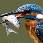 Eisvogelportrait mit Fisch