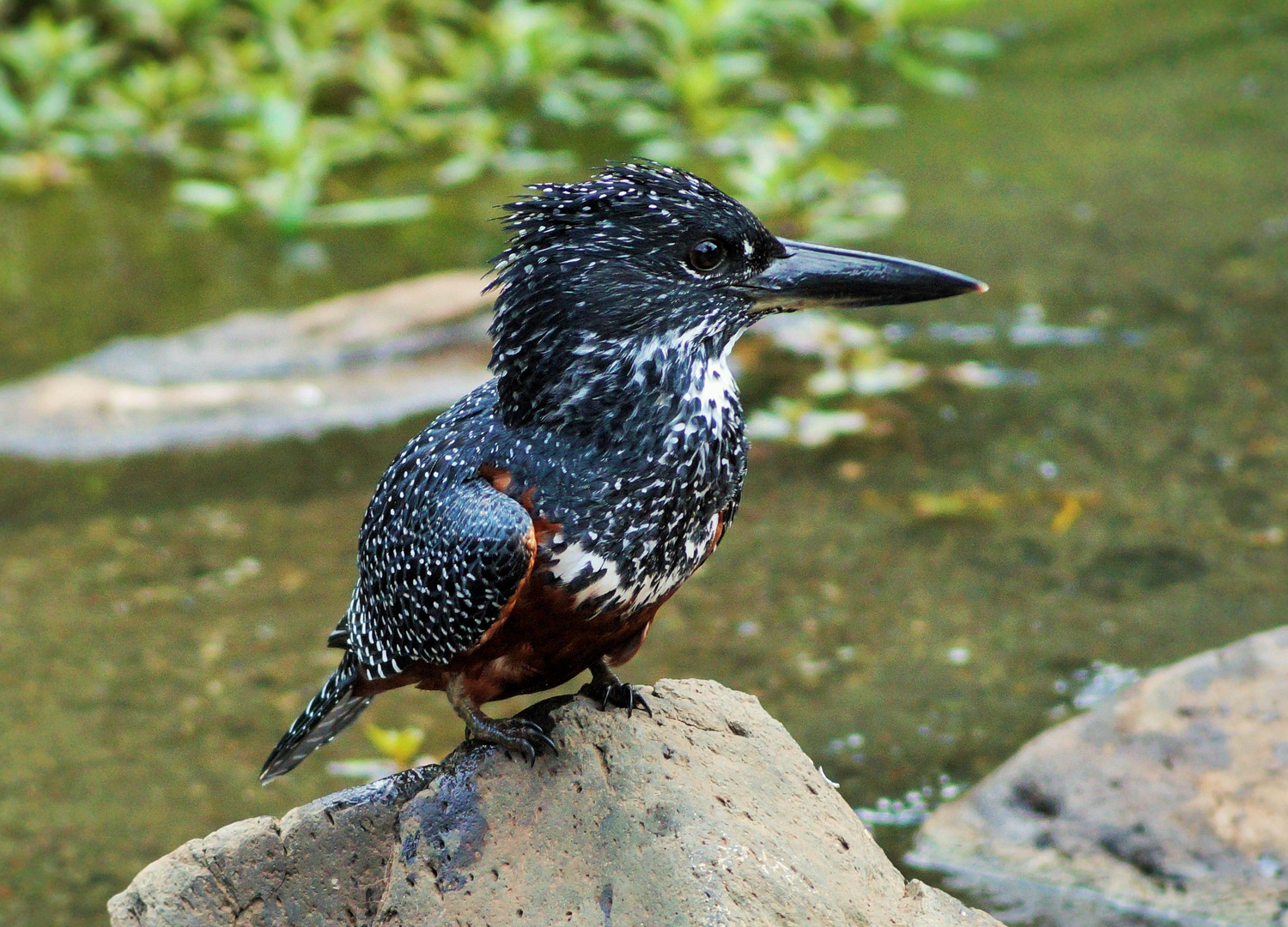 Eisvogel/Riesenfischer