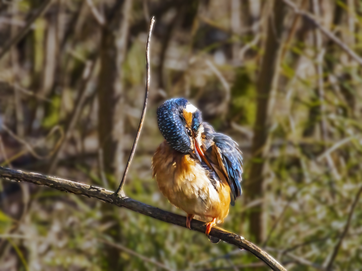 Eisvogels Badetag