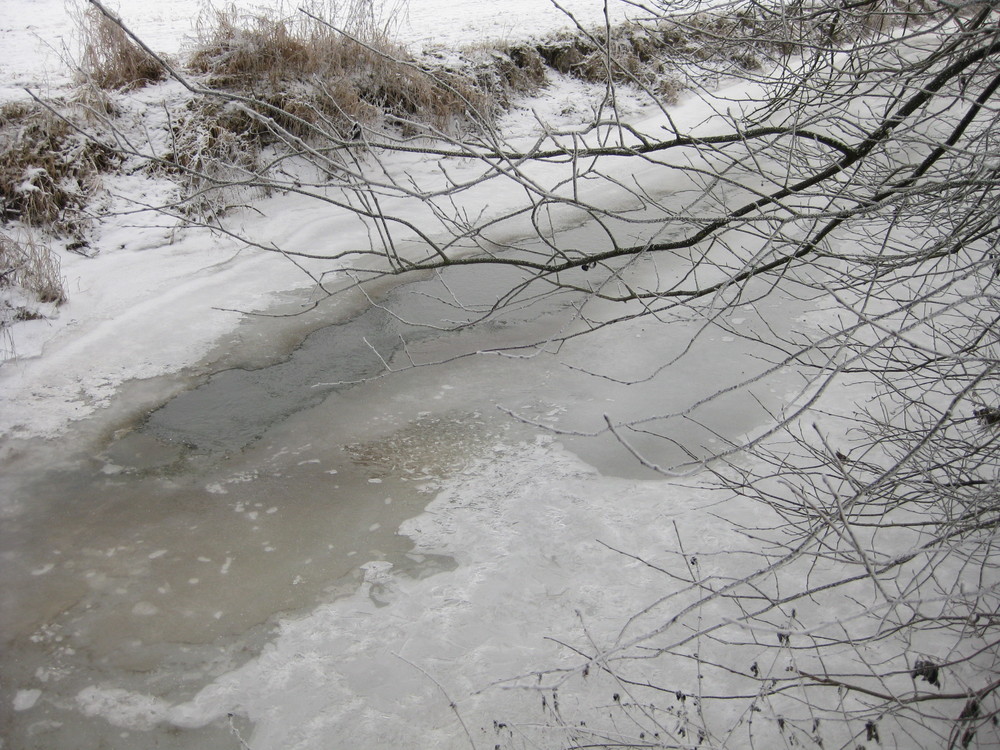 Eisvogels Freude