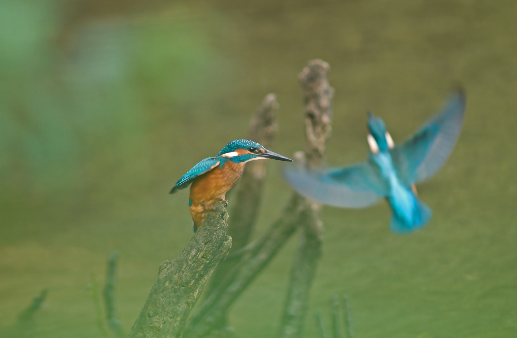 Eisvogeltreffen