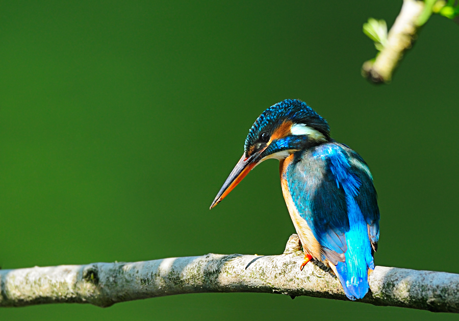 Eisvogelweibchen