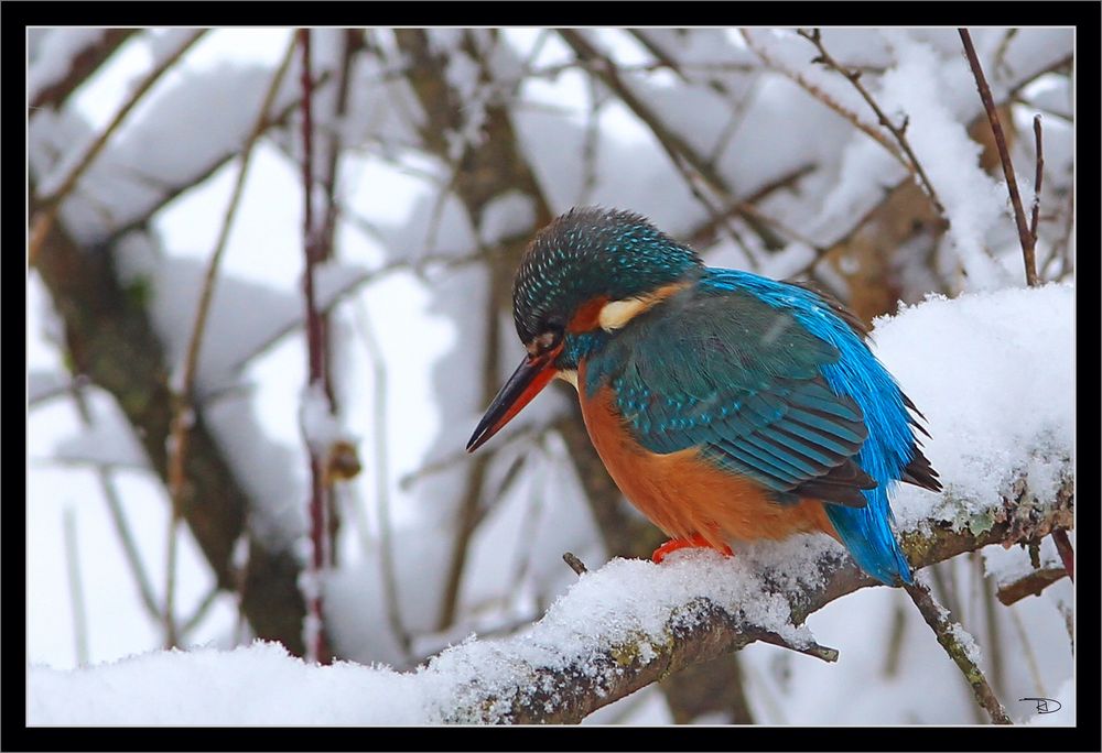 Eisvogelweibchen