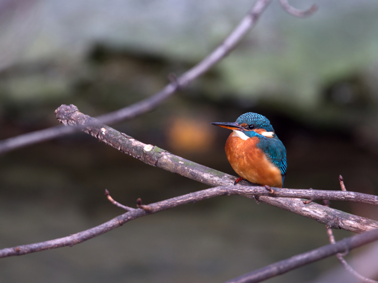 Eisvogelweibchen 