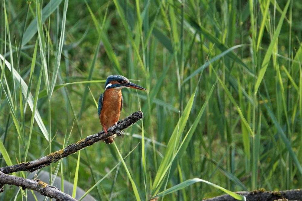 Eisvogelweibchen