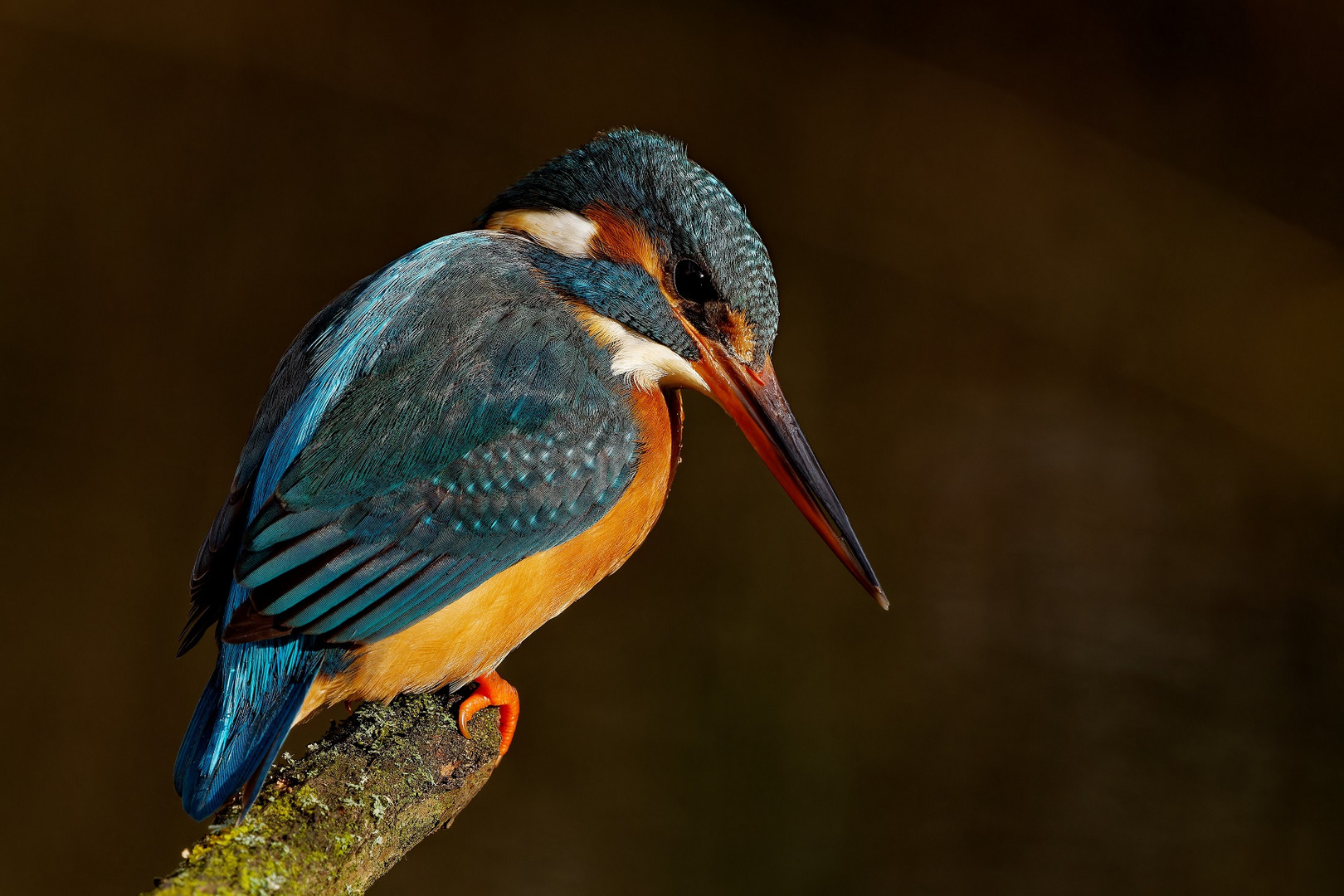 Eisvogelweibchen