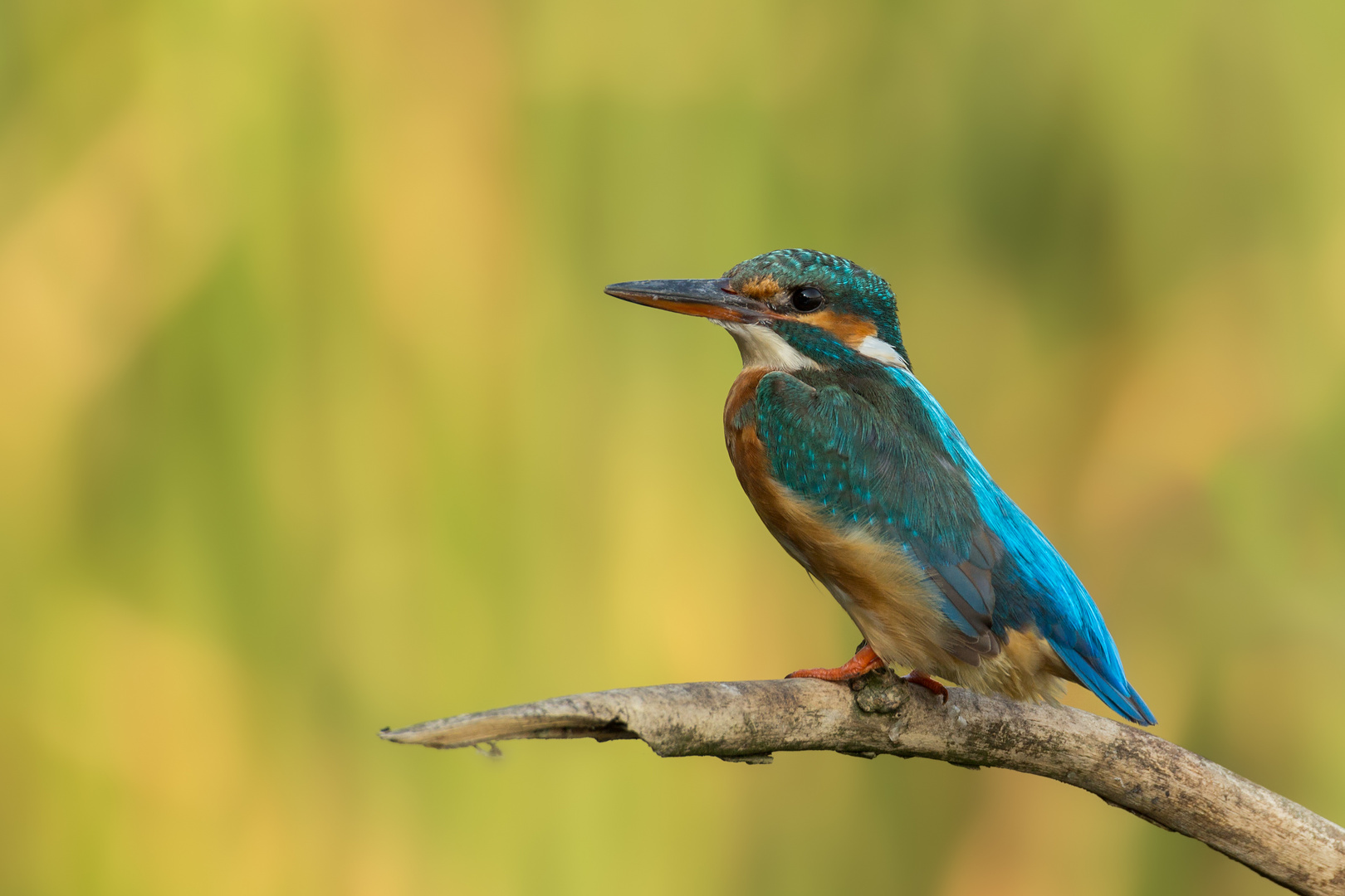 Eisvogel/Weibchen