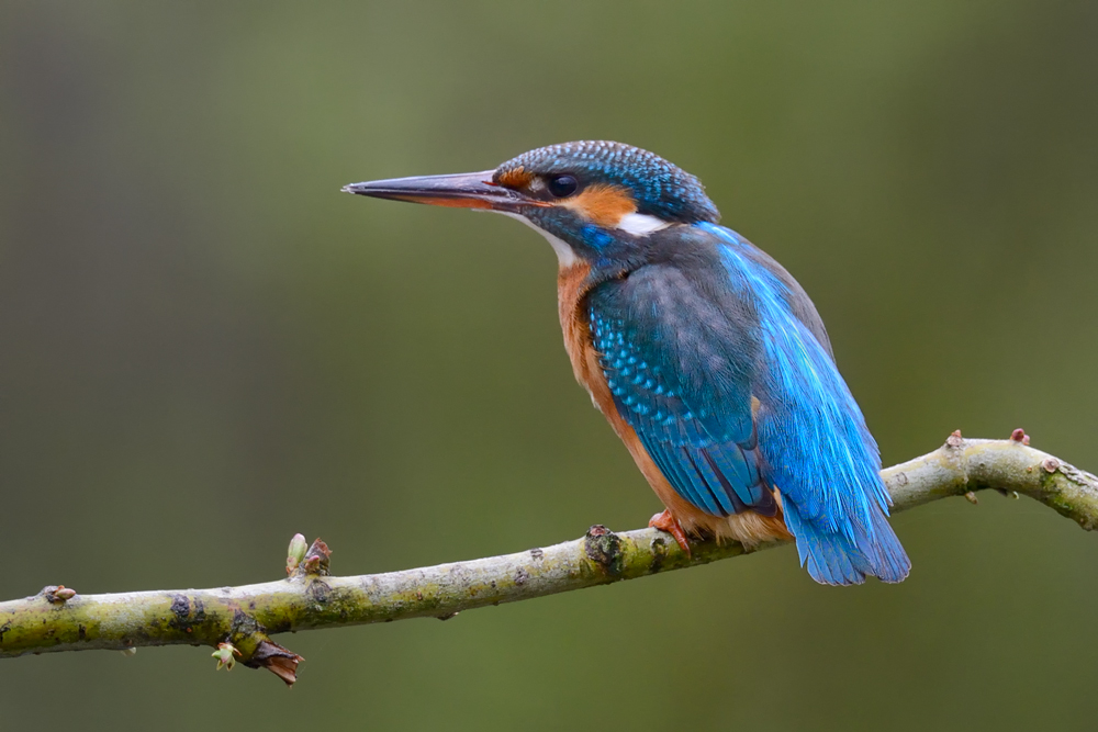 Eisvogelweibchen