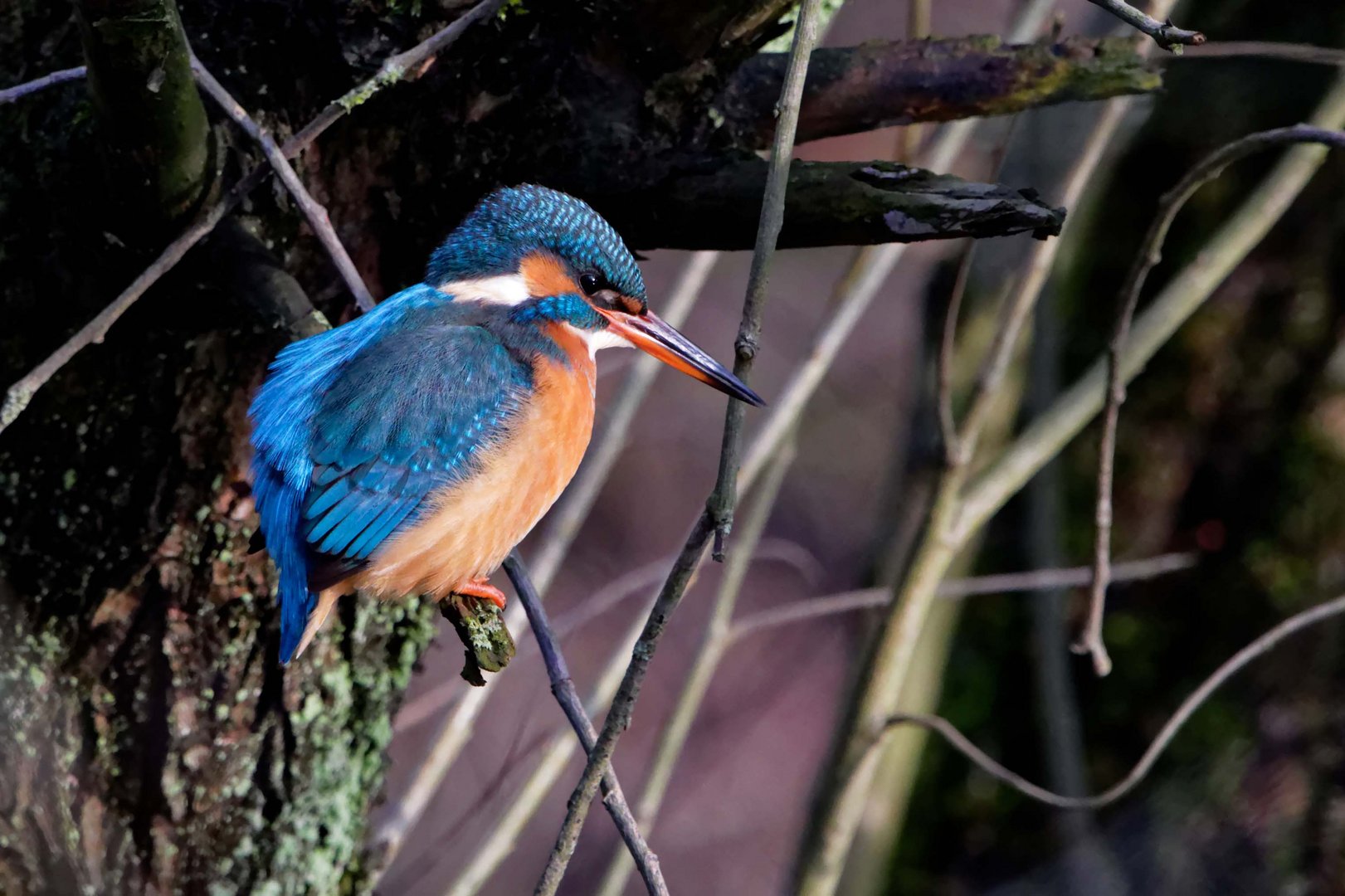 Eisvogelweibchen