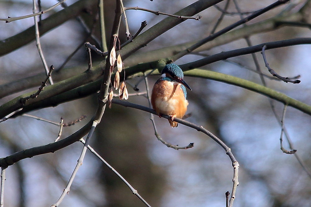 Eisvogelweibchen ...