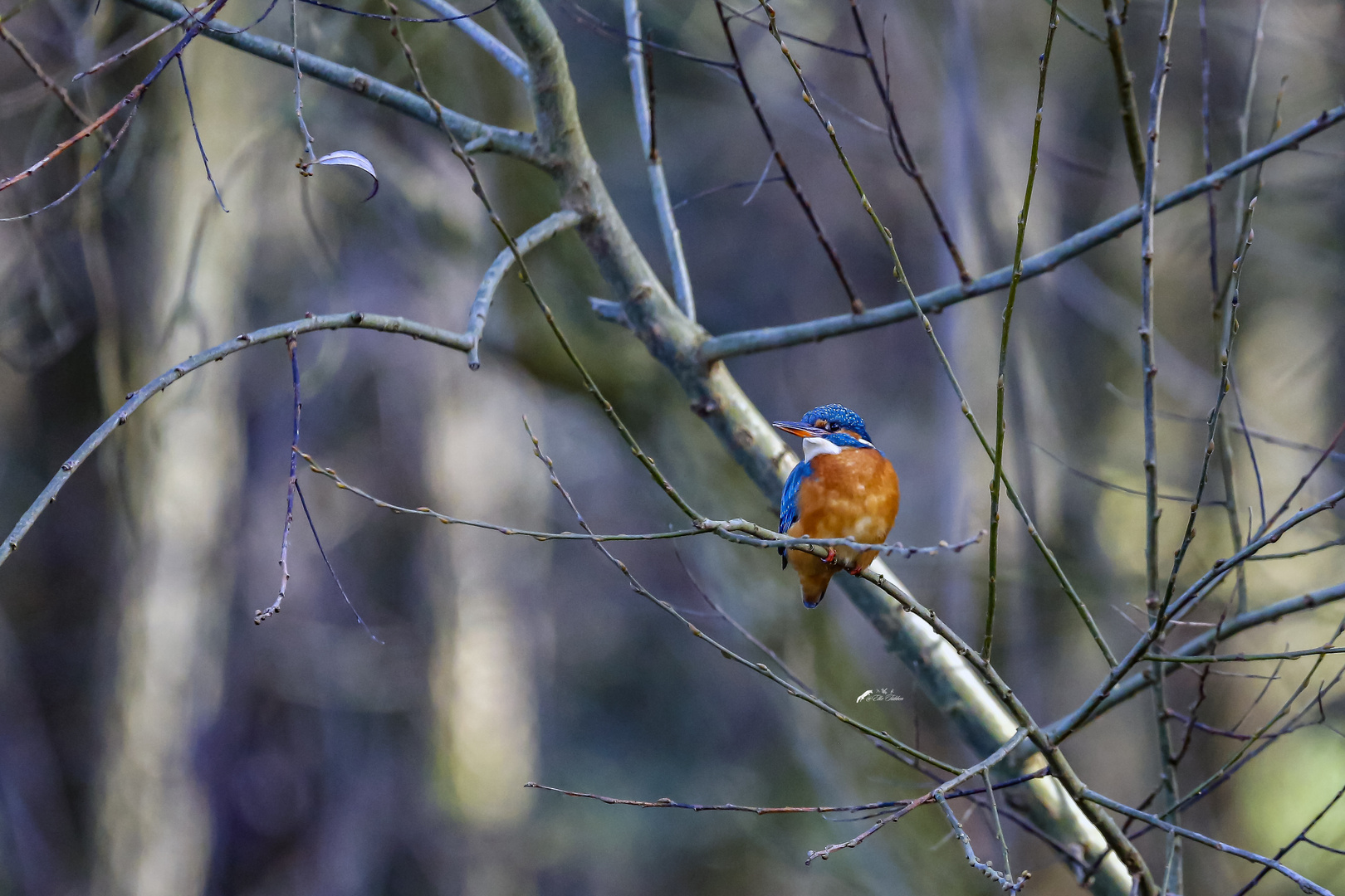 Eisvogelweibchen