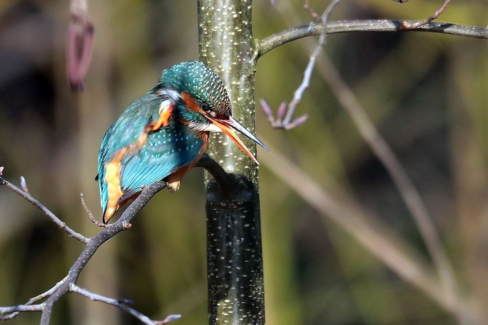 Eisvogelweibchen