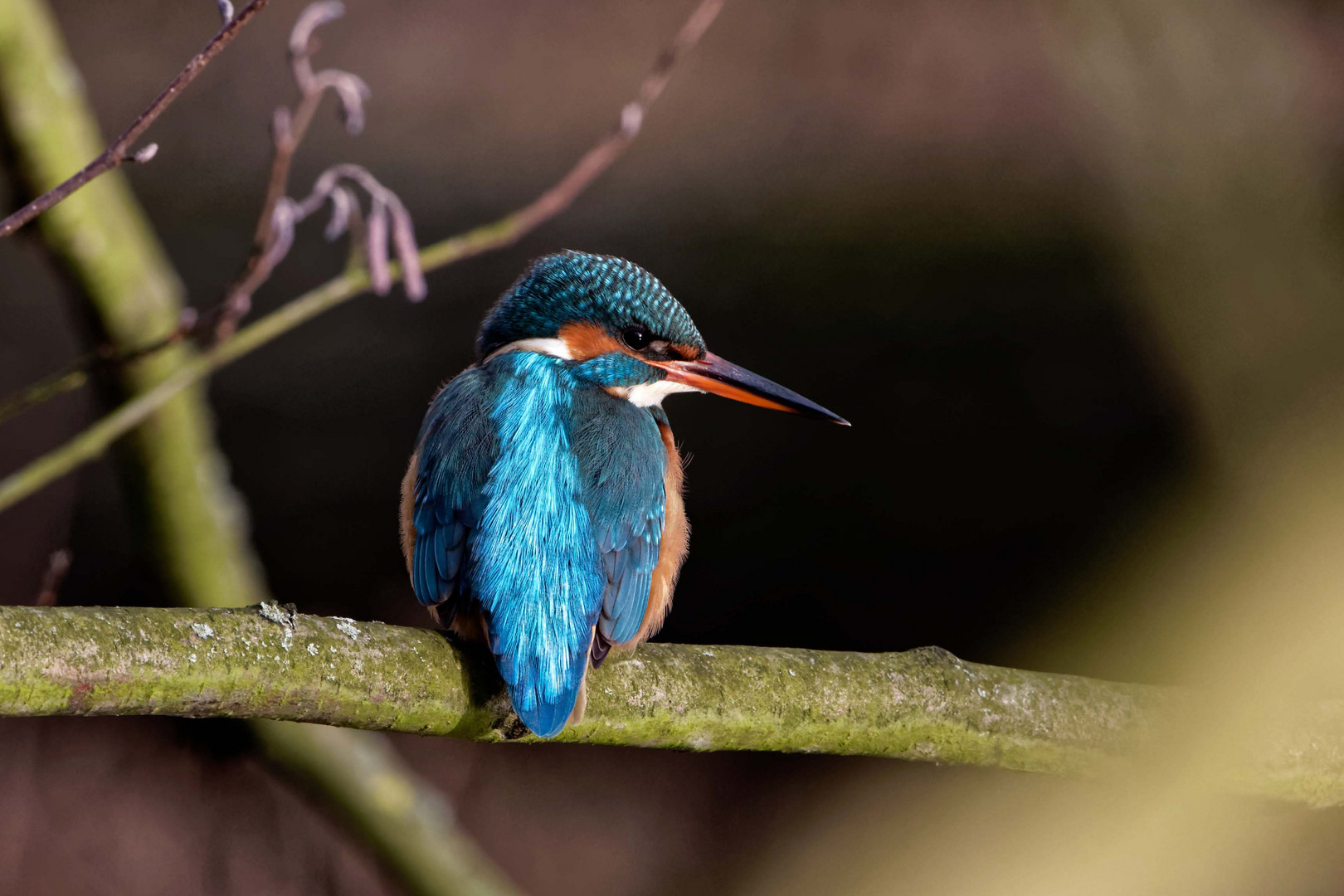 Eisvogelweibchen