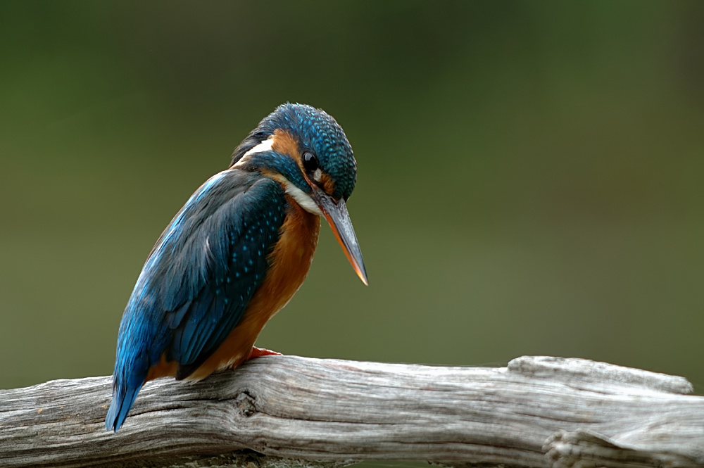 Eisvogelweibchen