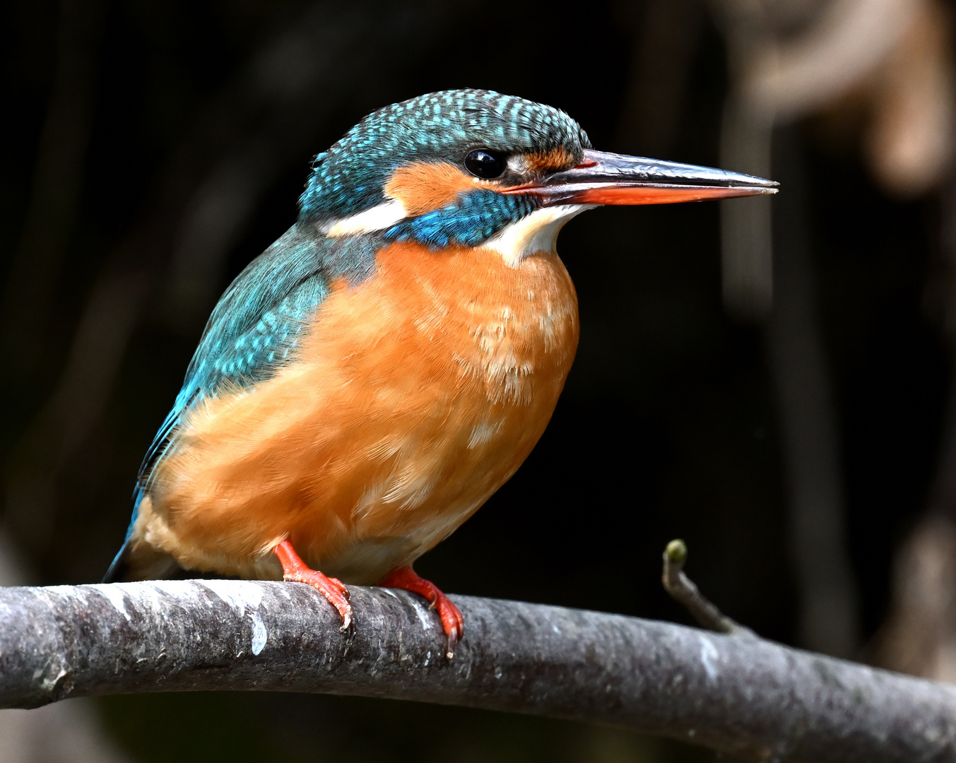 Eisvogelweibchen