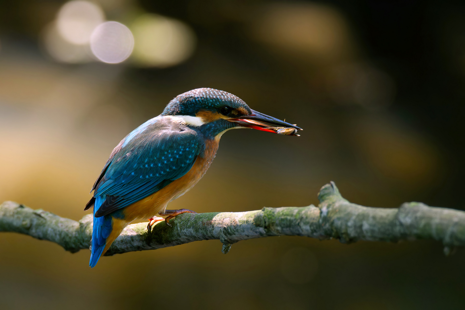 Eisvogelweibchen  (Alcedo atthis) - juvenil - frißt Wasserkäfer