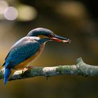 Eisvogelweibchen  (Alcedo atthis) - juvenil - frißt Wasserkäfer