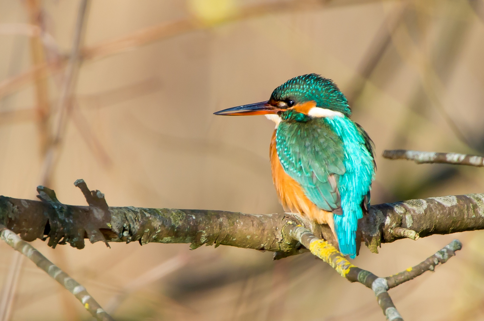 Eisvogelweibchen