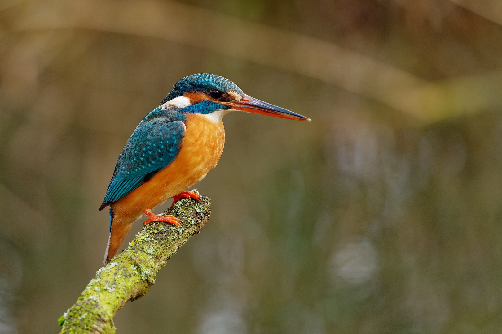 Eisvogelweibchen