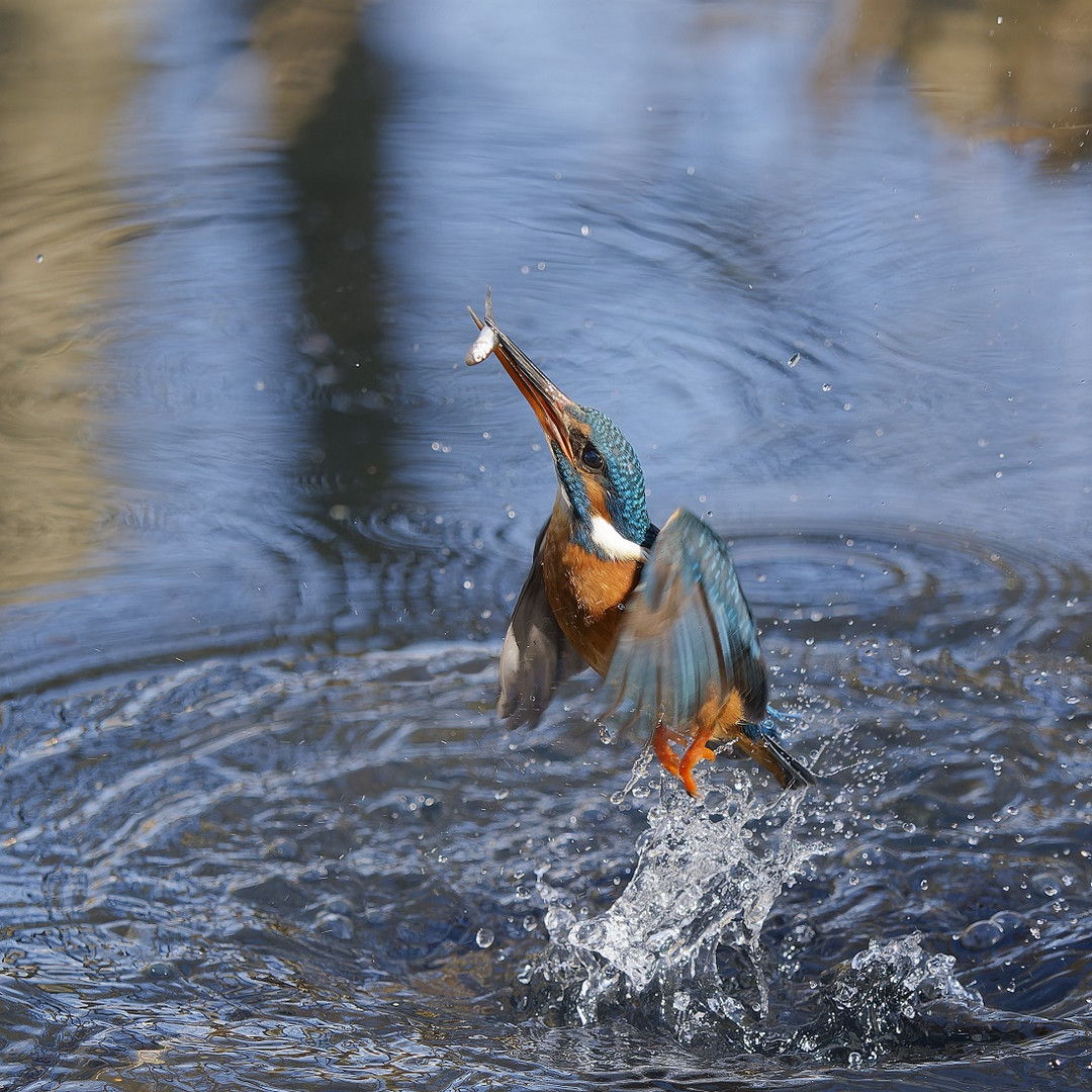 Eisvogelweibchen beim Aufsteigen aus dem Wasser