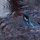 Eisvogelweibchen beim auftauchen mit Fisch