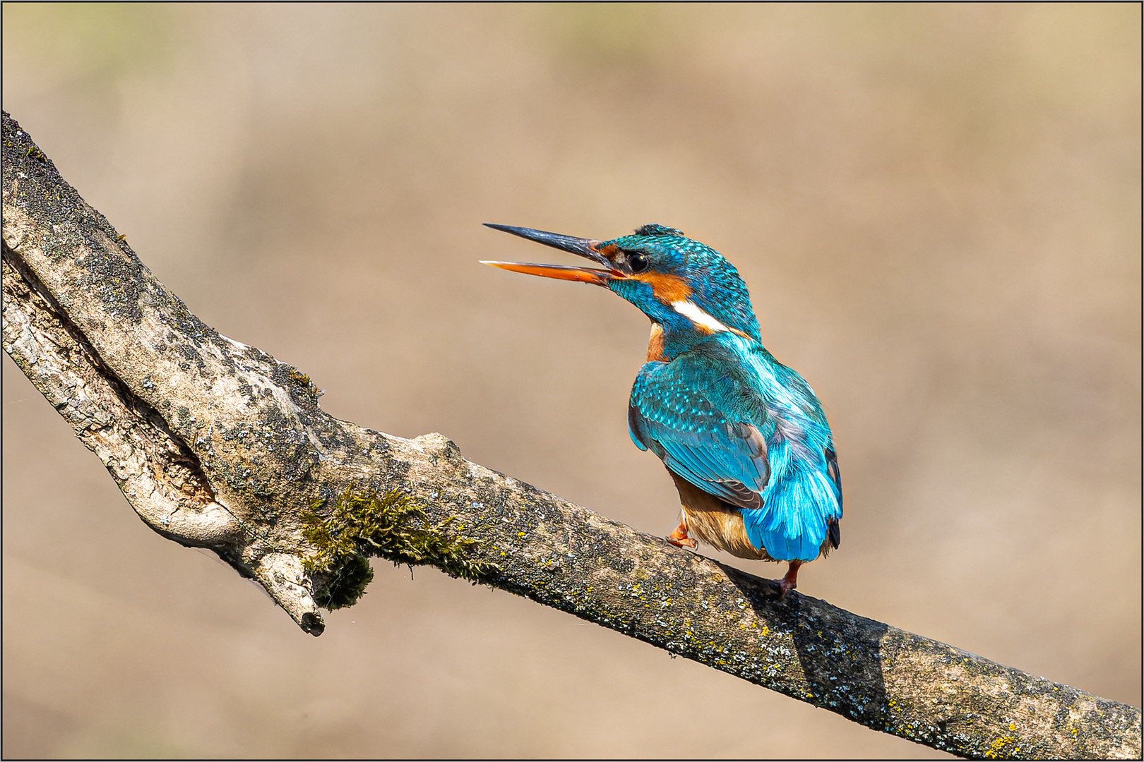 Eisvogelweibchen