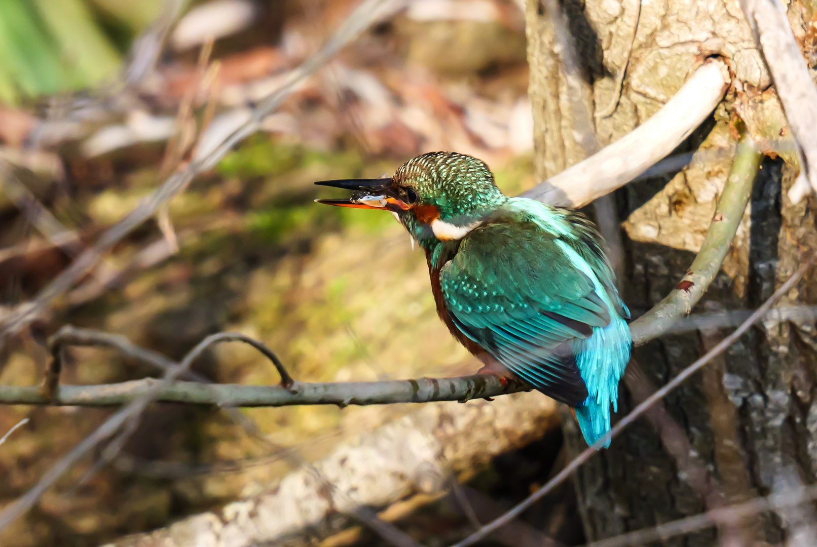 *** Eisvogelweibchen ***