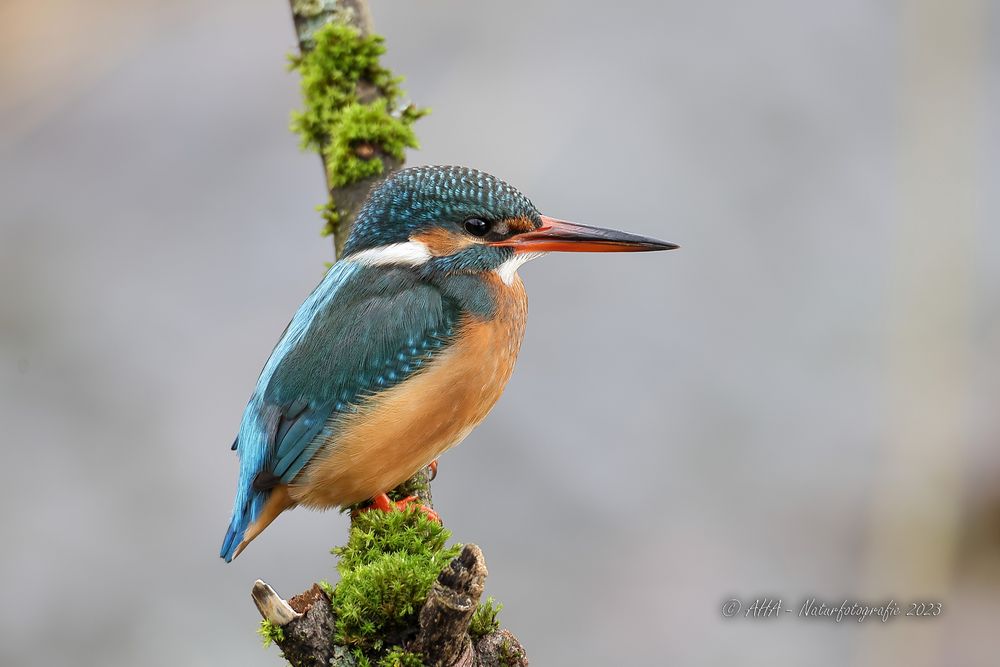 Eisvogelweibchen