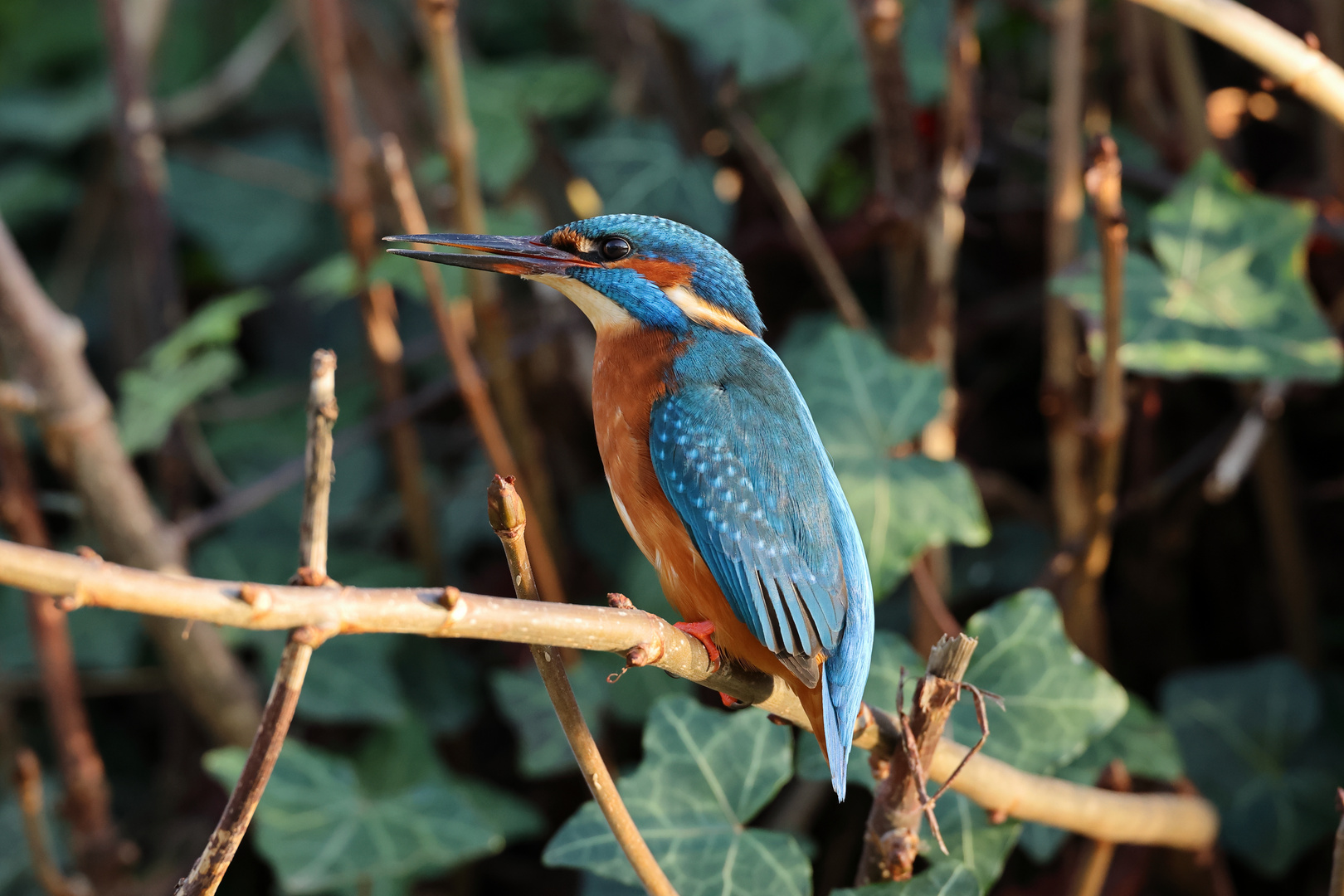 Eisvogelweibchen