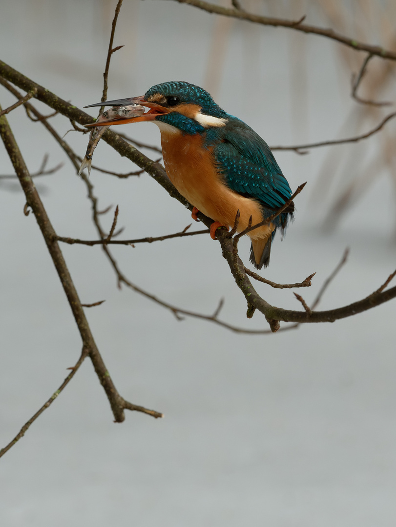 Eisvogelweibchen