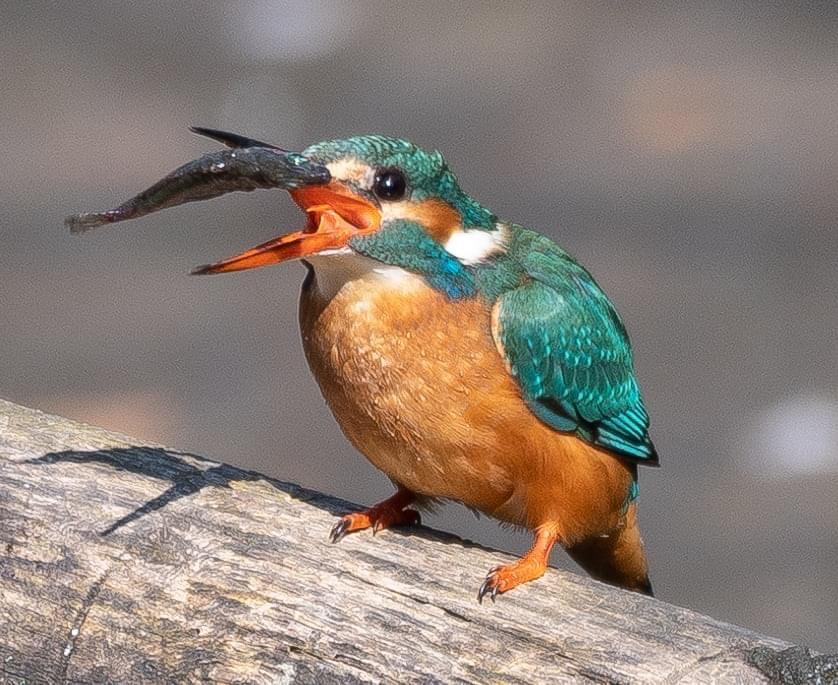 Eisvogelweibchen